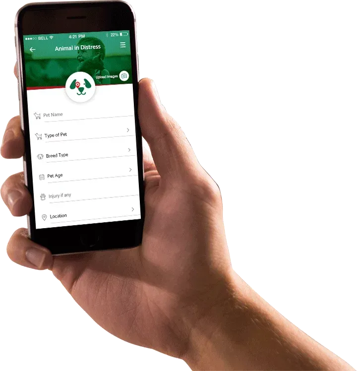 Pet Search App Development